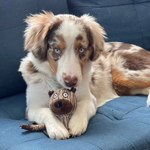 Meet your Posher, Brodie Sky🐾 - Picture 3 of 12